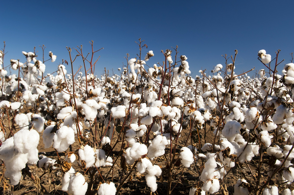 綿（Cotton）素材について
